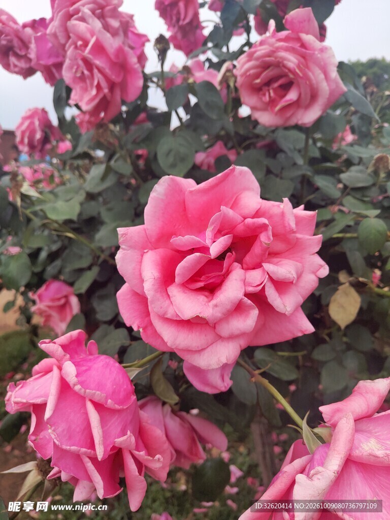 盛放的粉色月季花
