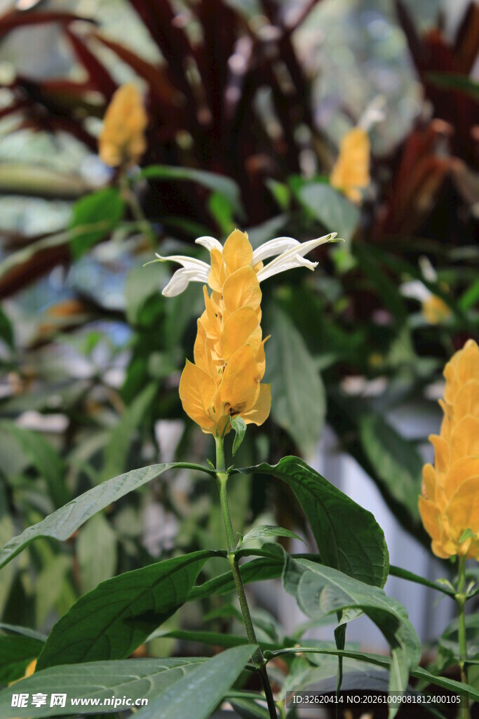 金苞花清新花卉