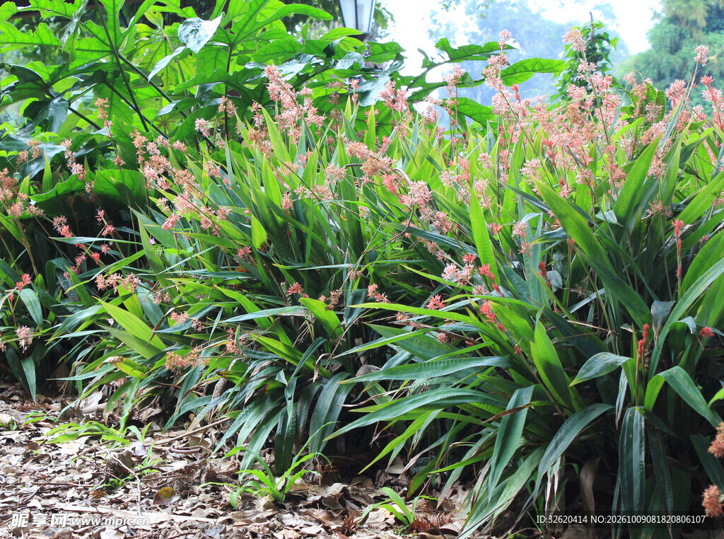郊野绿植粉花丛生
