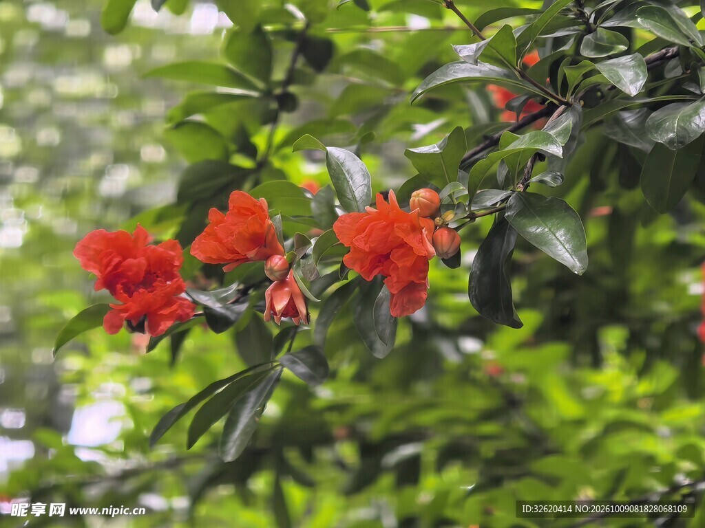 石榴花点缀绿枝间