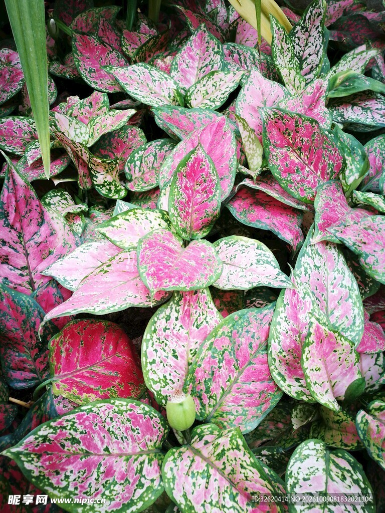 粉色彩叶芋植株