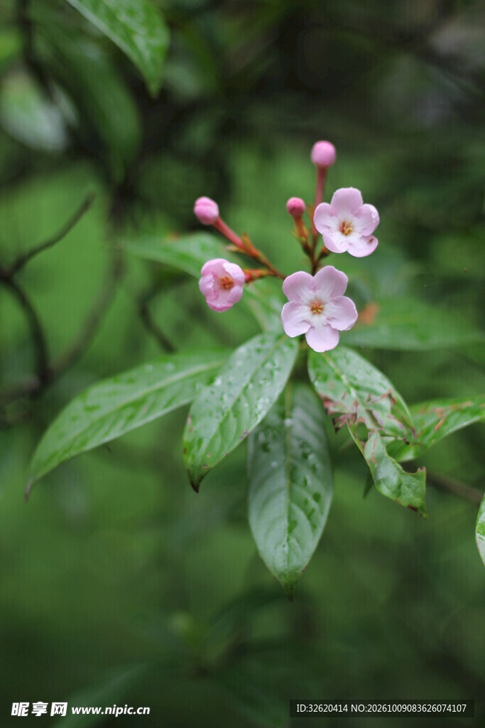 春日淡粉小野花