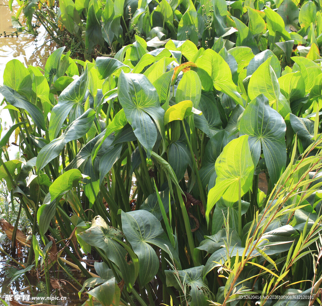 翠绿茂盛观叶植物