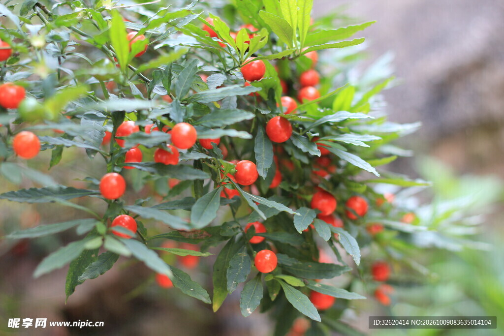 绿叶红果植物特写