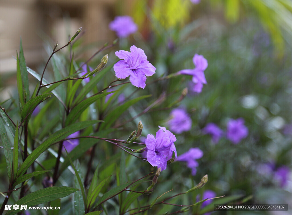 清新紫色翠芦莉