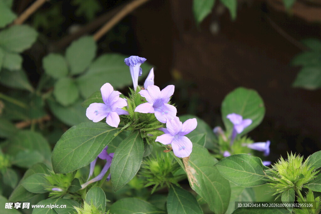 淡紫小花绿植自然特写
