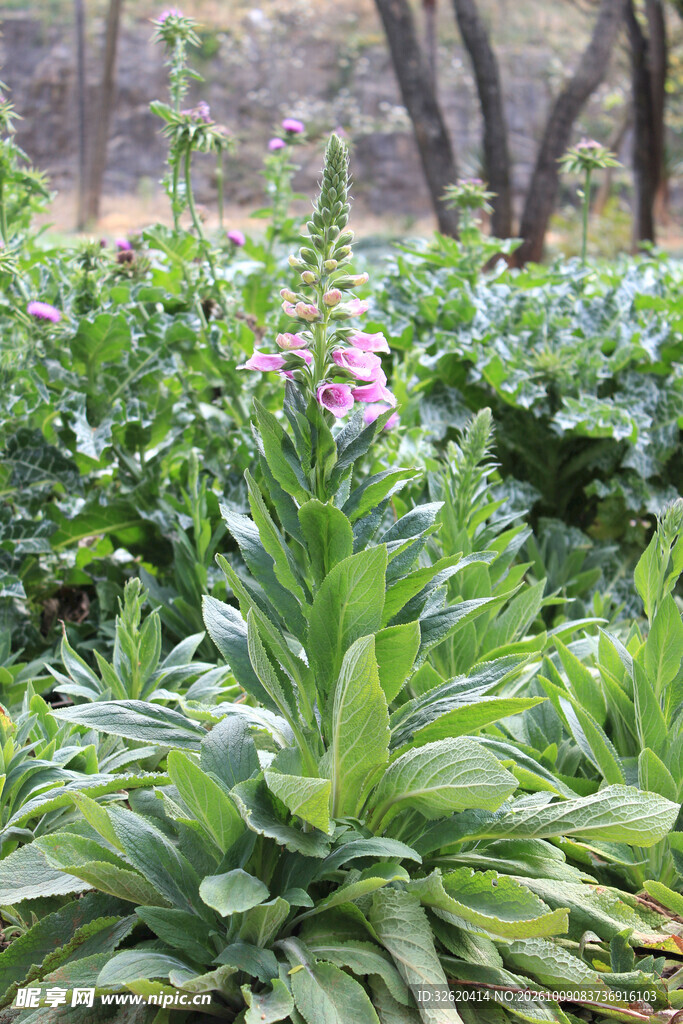 野外草本粉花植物