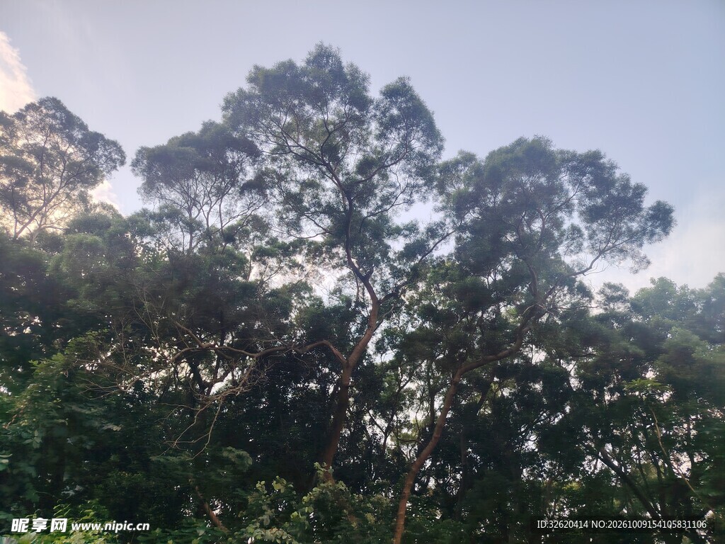 参天大树自然景观