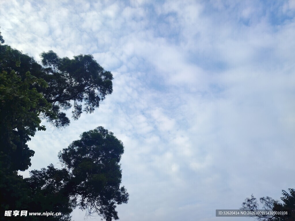 晴空下的树影风光