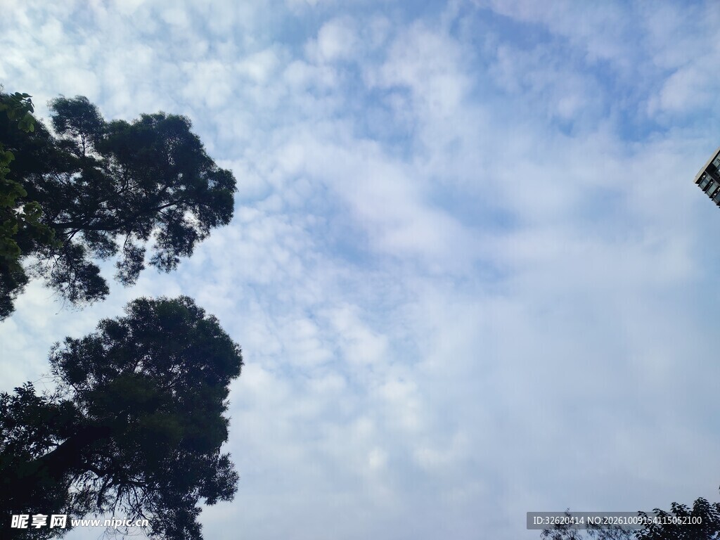 晴空树影自然风景