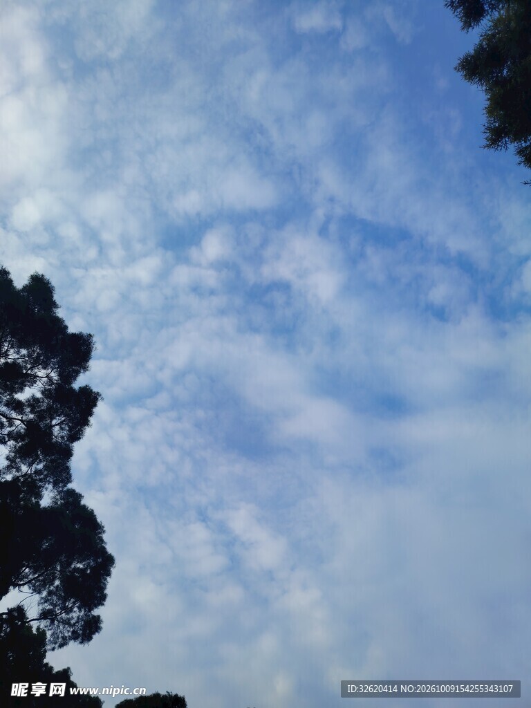 晴空淡云树影