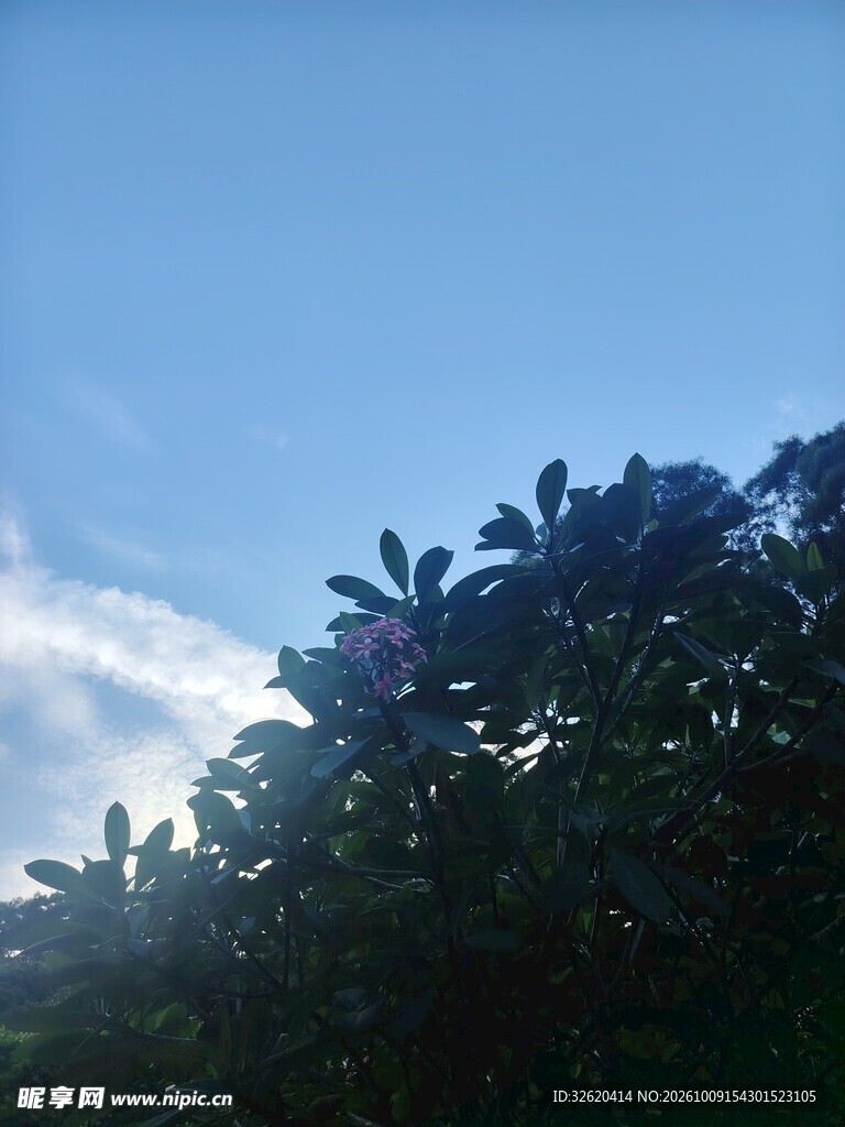 晴空下的绿植剪影