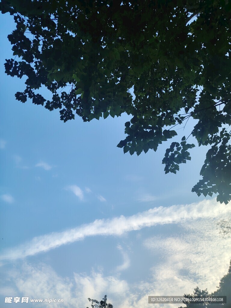 晴空下的枝叶与蓝天