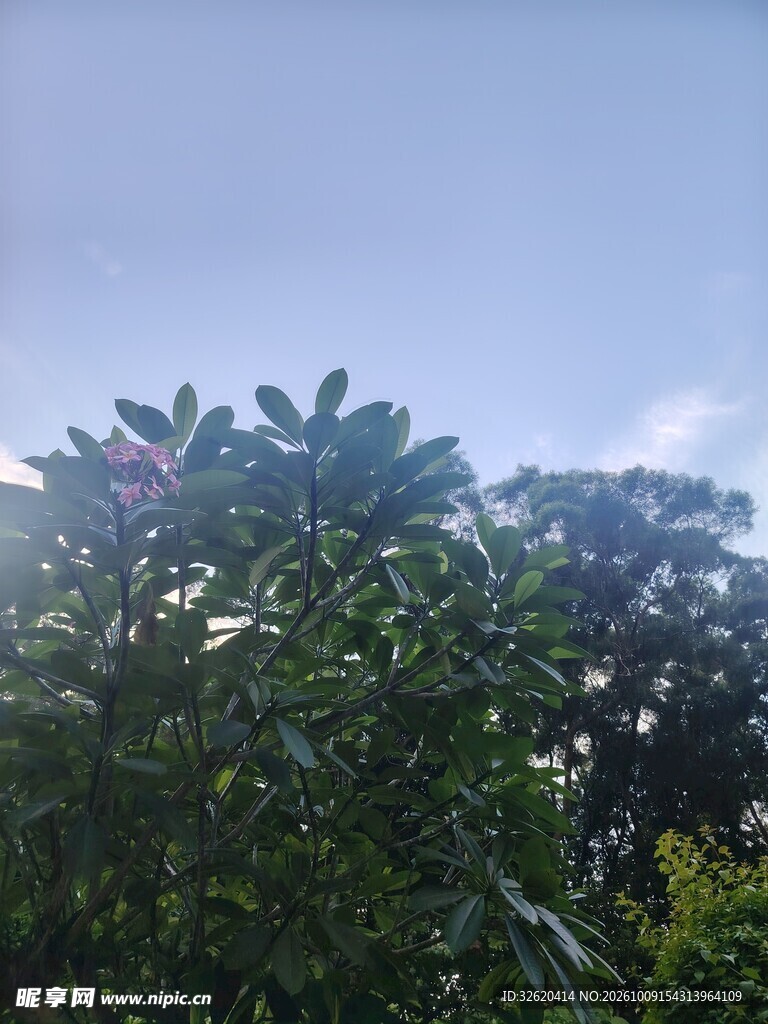 蓝天绿树清新景致