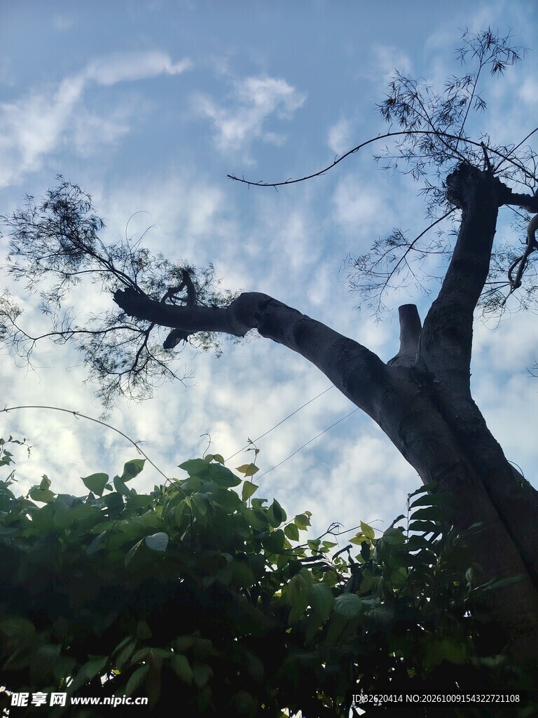 晴空下的老树剪影