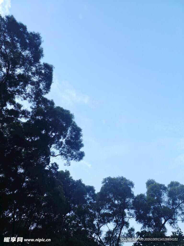 晴空下的树顶剪影