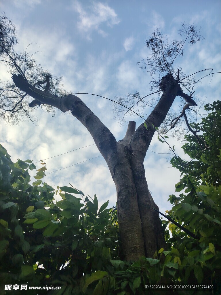 仰拍古树景观