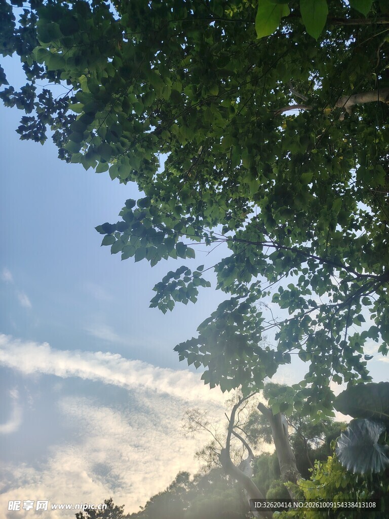 绿树晴空黄昏小景