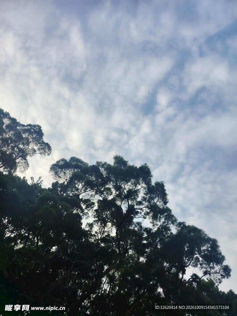 仰拍树影云天