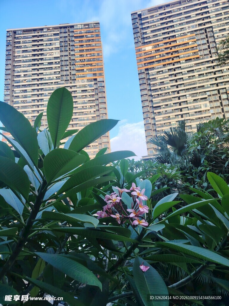 都市绿植与高楼景观