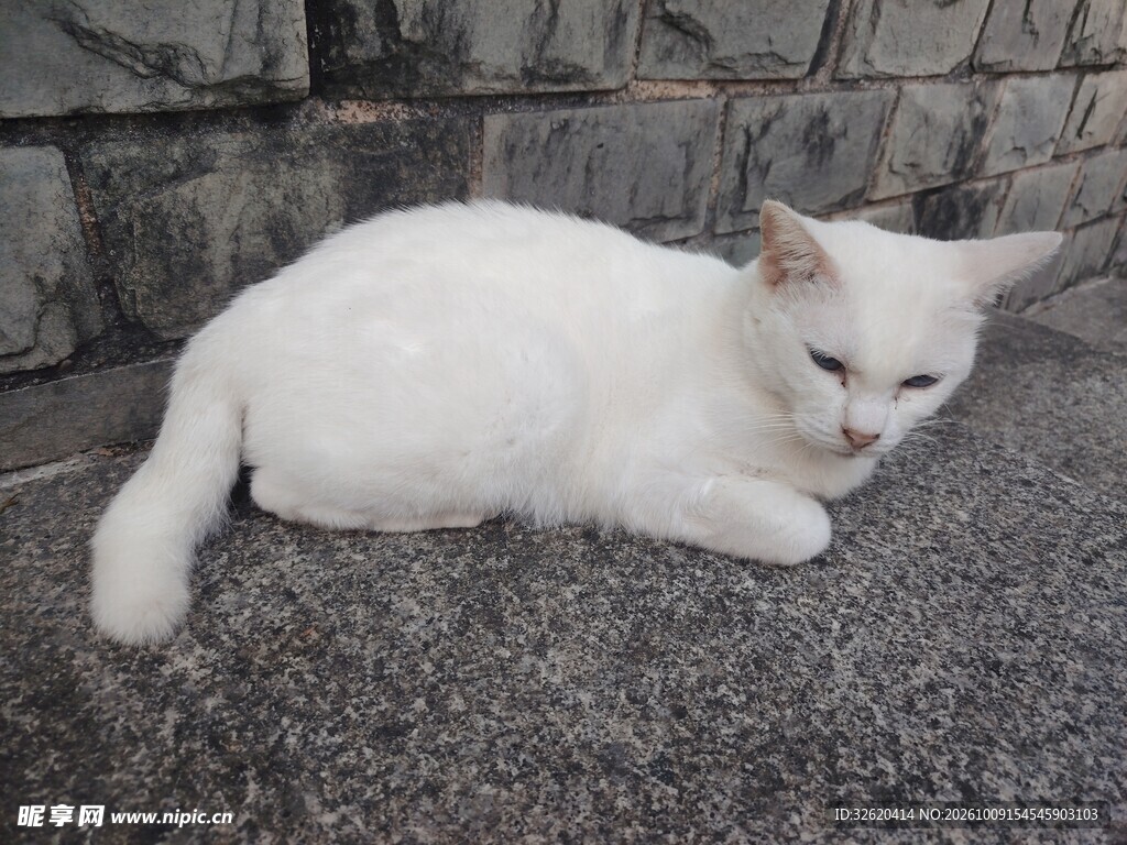 休憩的白色小猫