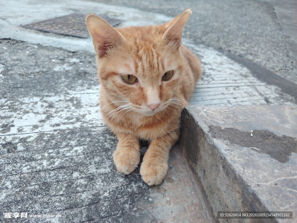 蹲坐的可爱橘猫