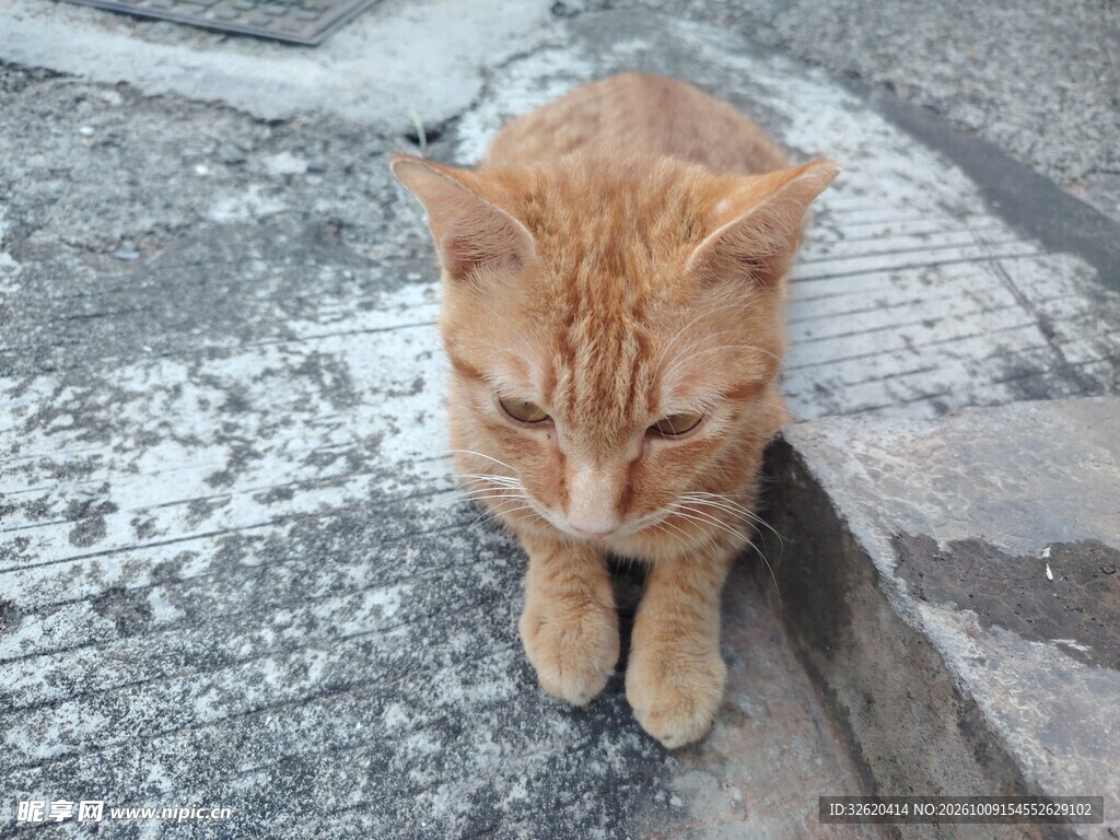 打盹的小橘猫