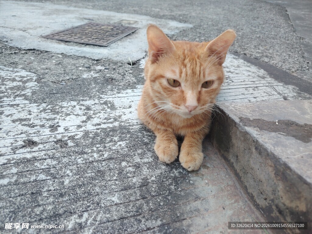 可爱小橘猫