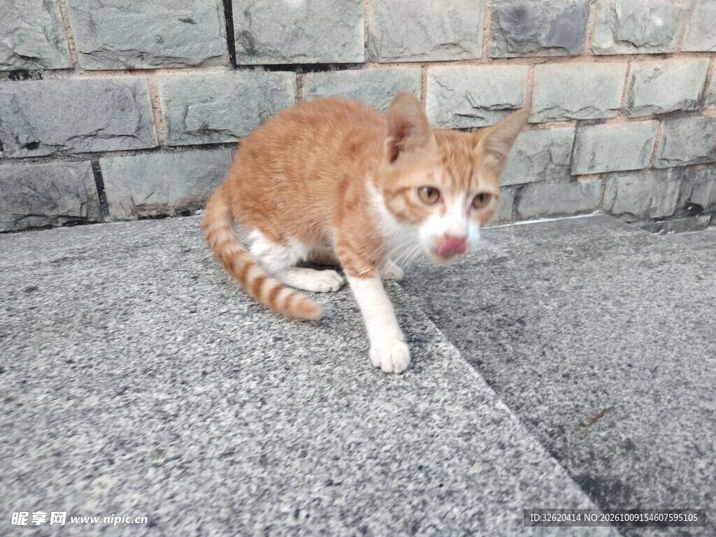 墙边蹲坐的橘白小猫