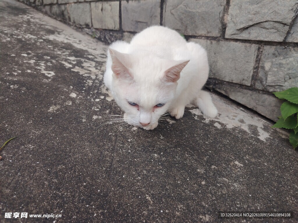 墙角的白色小猫