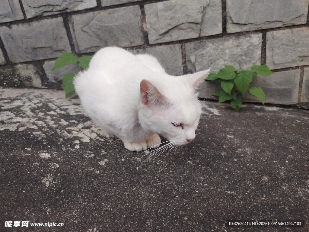 嗅闻地面的小白猫