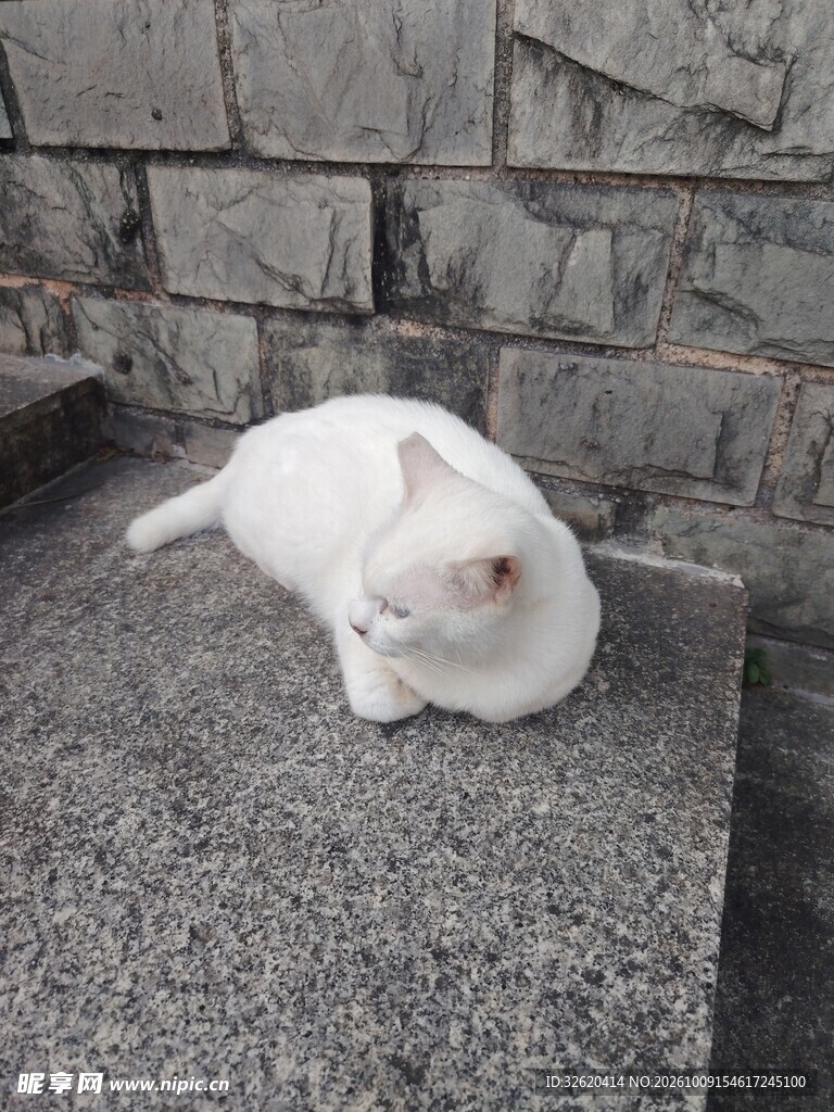 石台上的小白猫