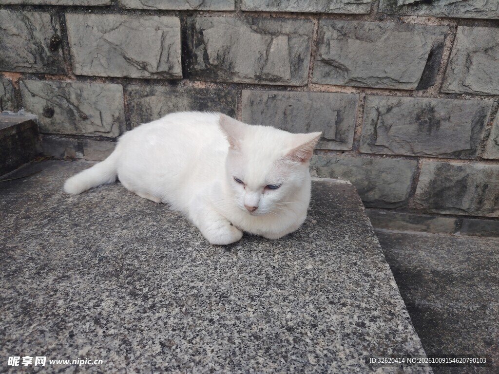 趴在石台上的白猫