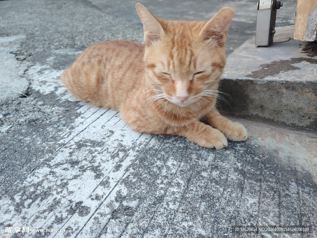 慵懒趴卧的小橘猫