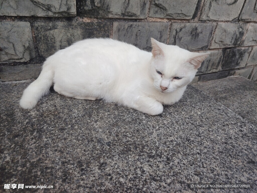 趴卧的白色小猫
