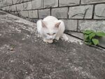 墙边的白色小猫