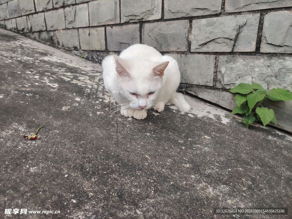 墙边的白色小猫