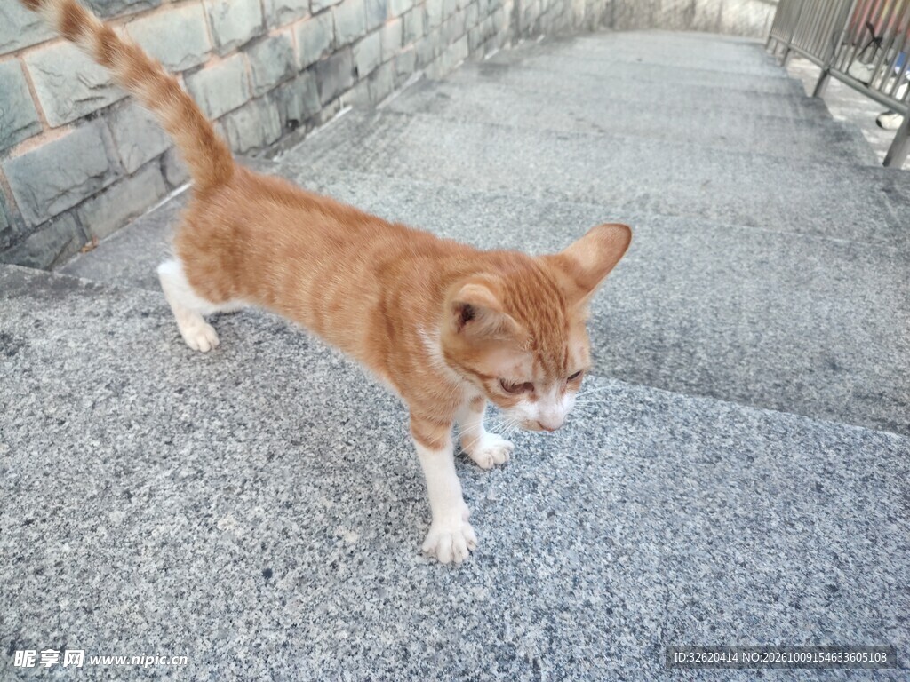 路面行走的小橘猫