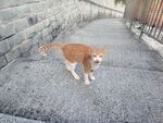 街头橘白小猫