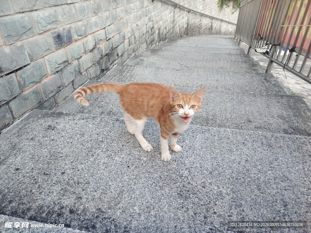 街头橘白小猫