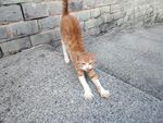 路边伸懒腰的橘猫