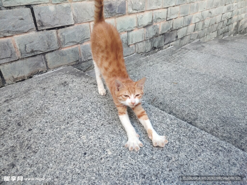 路边伸懒腰的橘猫