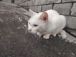户外蹲坐的白色小猫