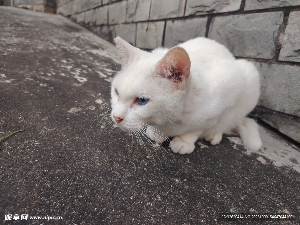 户外蹲坐的白色小猫