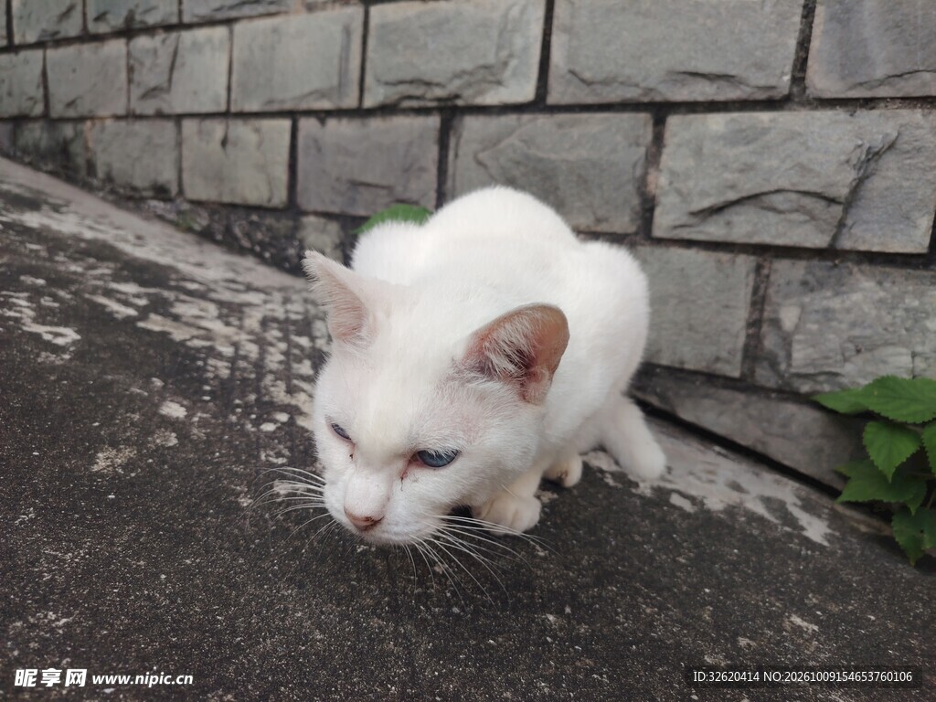 墙角休憩的小白猫