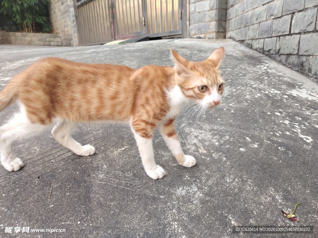 街边散步的橘白小猫