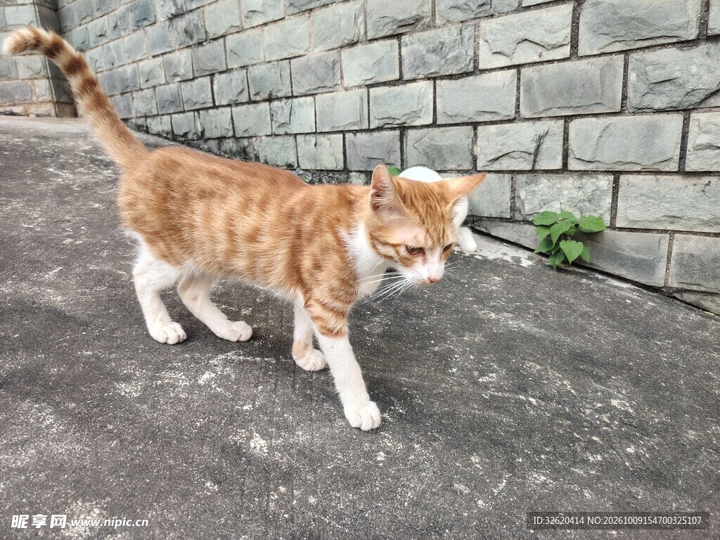 墙边行走的橘白小猫