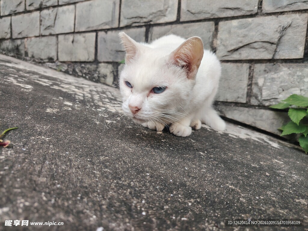墙边蹲坐的白色小猫