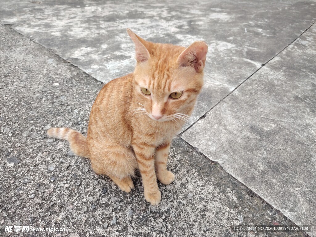 地面上的小橘猫
