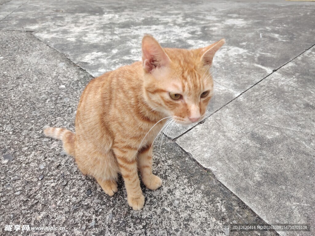 蹲坐的小橘猫